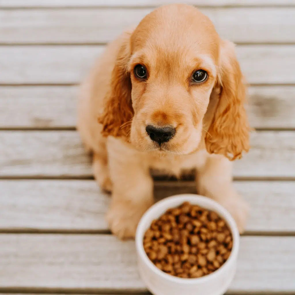 Buddy - Puppy Love, Puppy