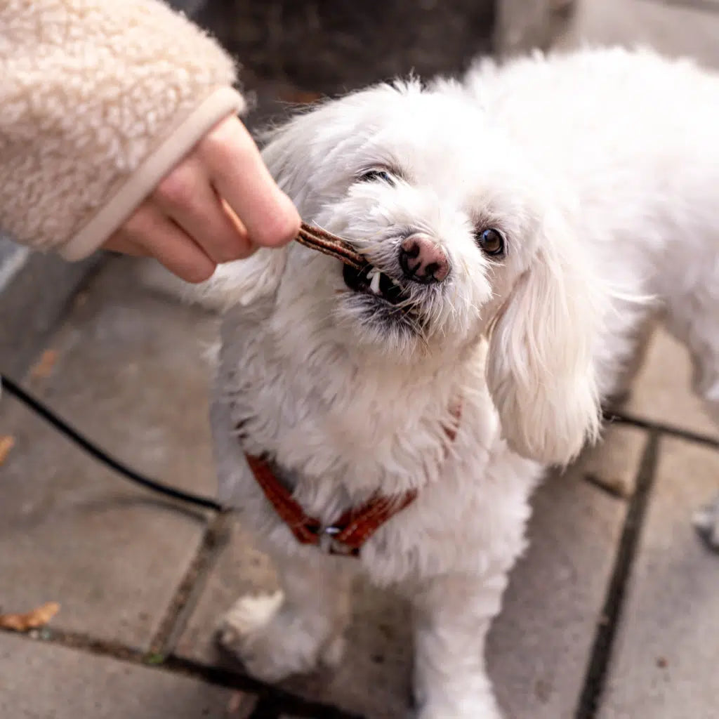 Buddy - Dental Chews with Beef & Duck 100g