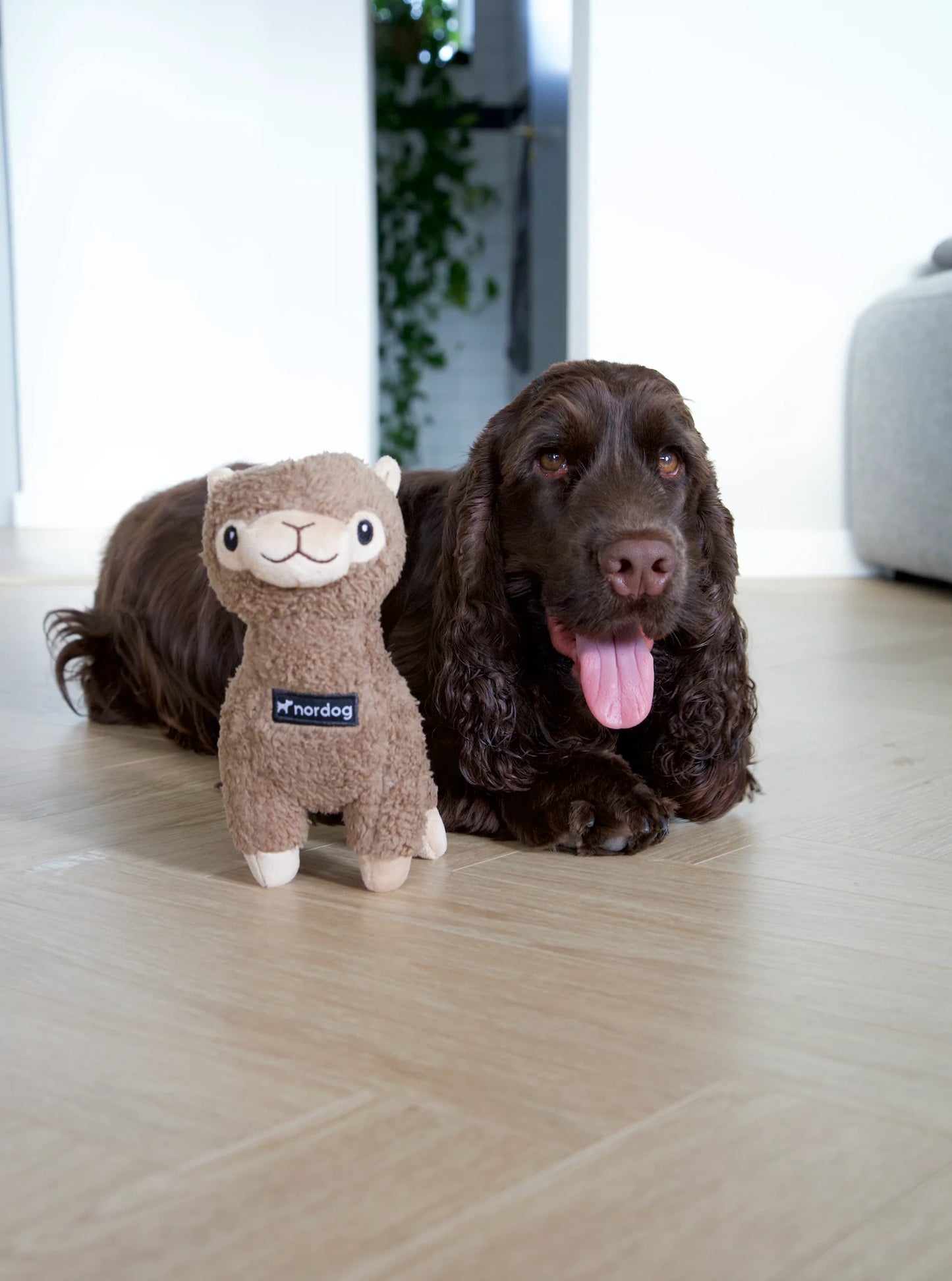 Nordog Benji Mini Alpacka
