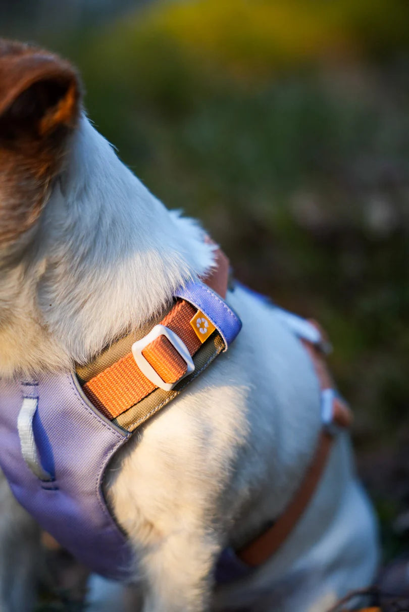 Woolly Wolf Sele Alpha 360