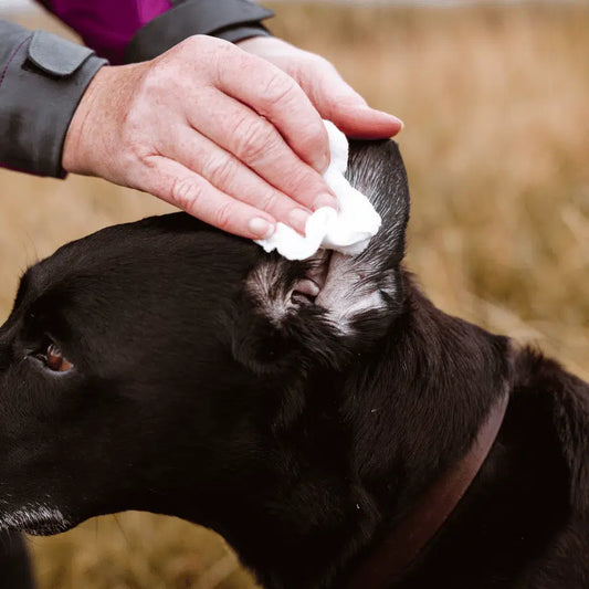 Buddy WAP ;7 Ear wash 50ml