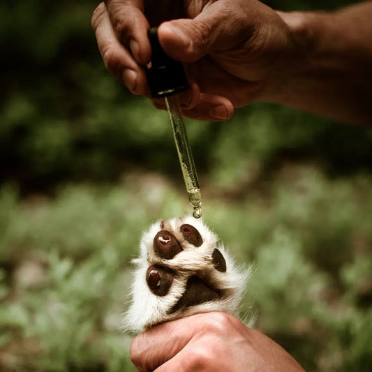 Buddy WAP ;1 Paw Oil Pipett 50ml